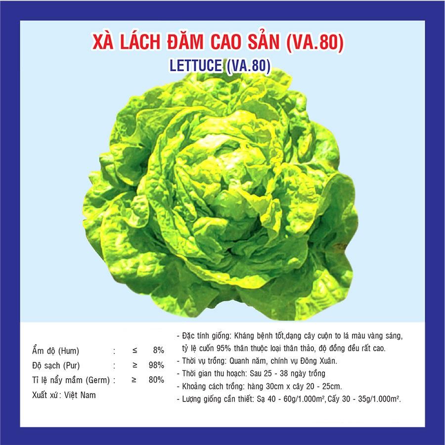 HẠT GIỐNG RAU XÀ LÁCH ĐĂM GÓI 10G - DỄ TRỒNG DỄ CHĂM SÓC, NẮNG SUẤT CAO