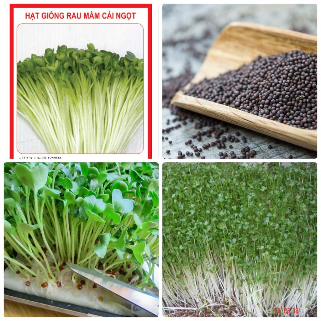 Hạt Giống Mầm Cải Ngọt -1Kg