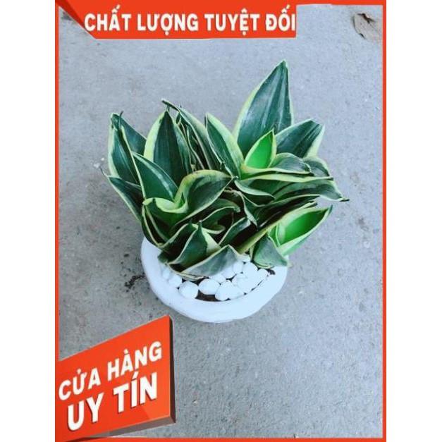 Chậu Lưỡi Hổ Thái