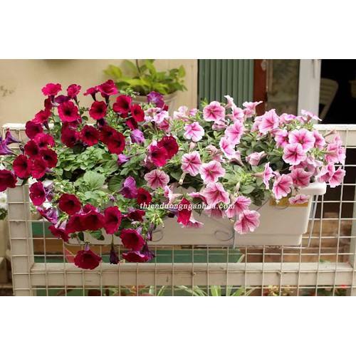 DẠ YẾN THẢO THƠM RỦ F1,
