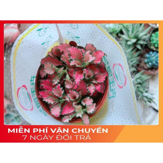 Cẩm Nhung Hồng