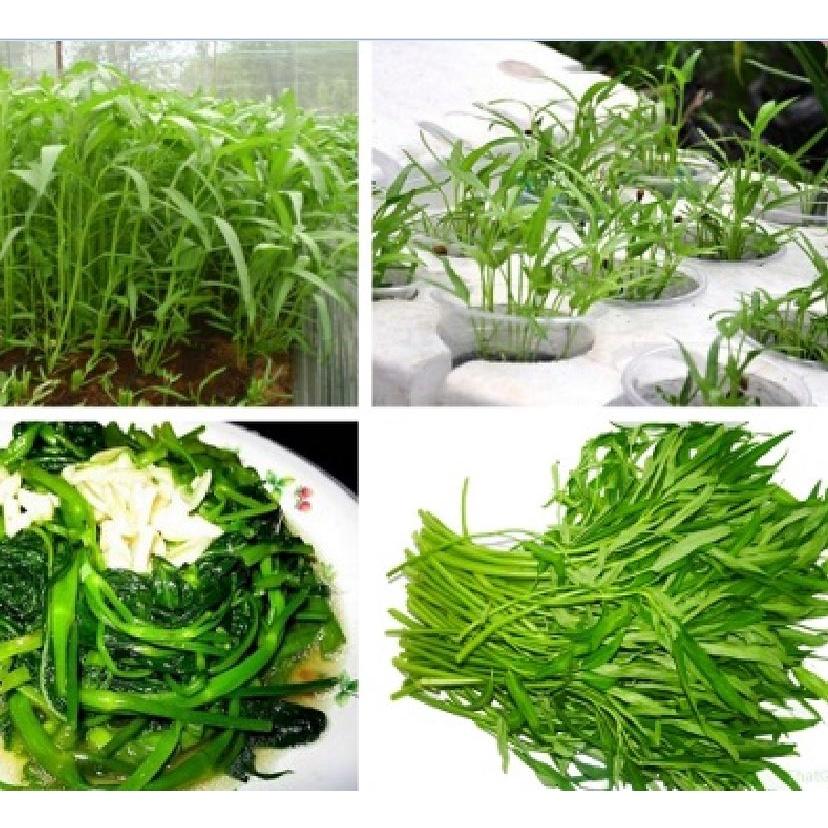 Hạt Giống Rau Muống Cao Sản Lá Tre - 1kg/gói