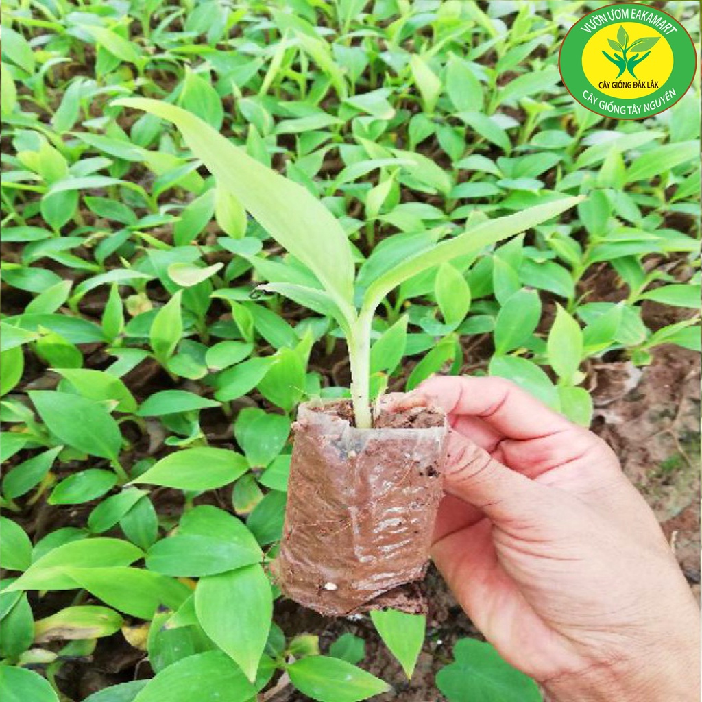 CÂY GIỐNG CHUỐI SÁP NGHỆ CẤY MÔ SIÊU SỚM
