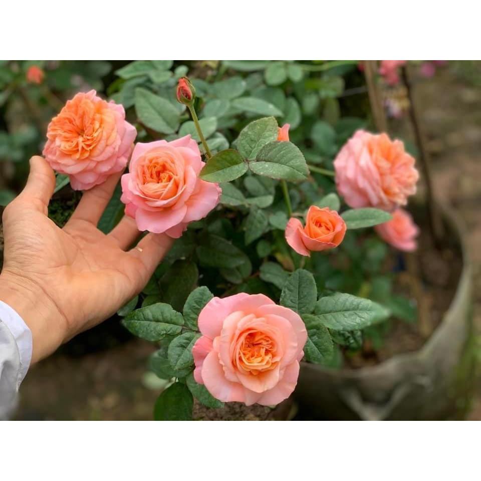 Phân bón Hữu Cơ Tan Chậm Thông minh dành cho Hoa Hồng, dùng cho cây trồng trong chậu, bồn xi măng