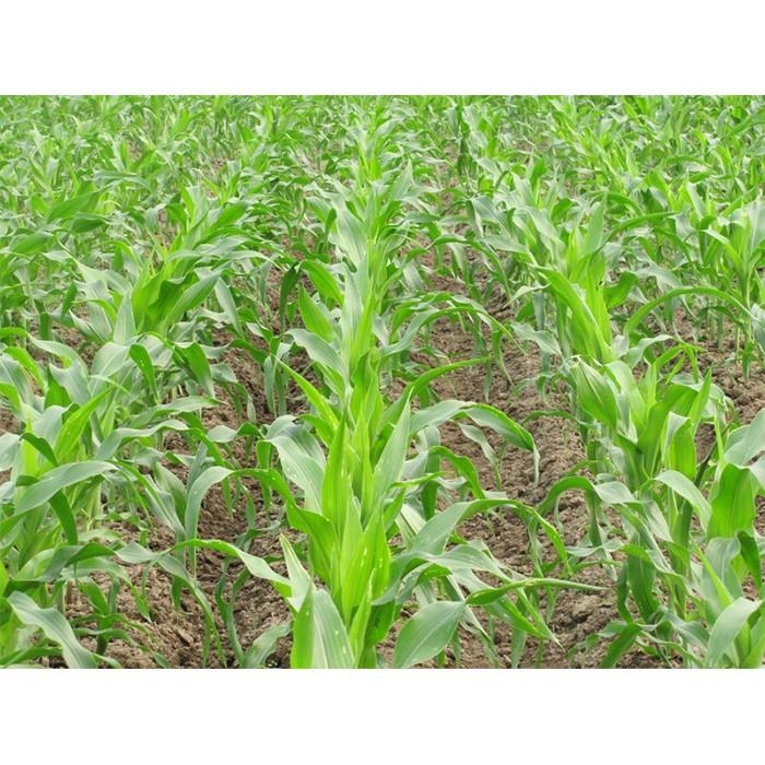 Hạt giống cỏ Voi lai chăn nuôi 1kg