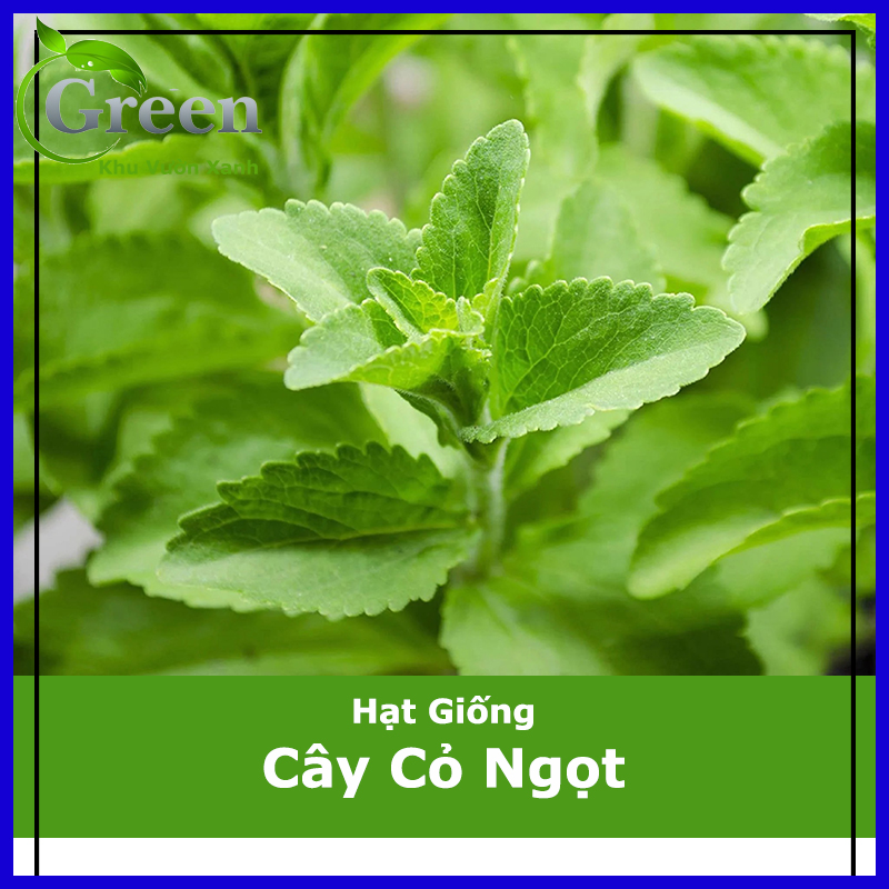Hạt Giống Cây Cỏ Ngọt