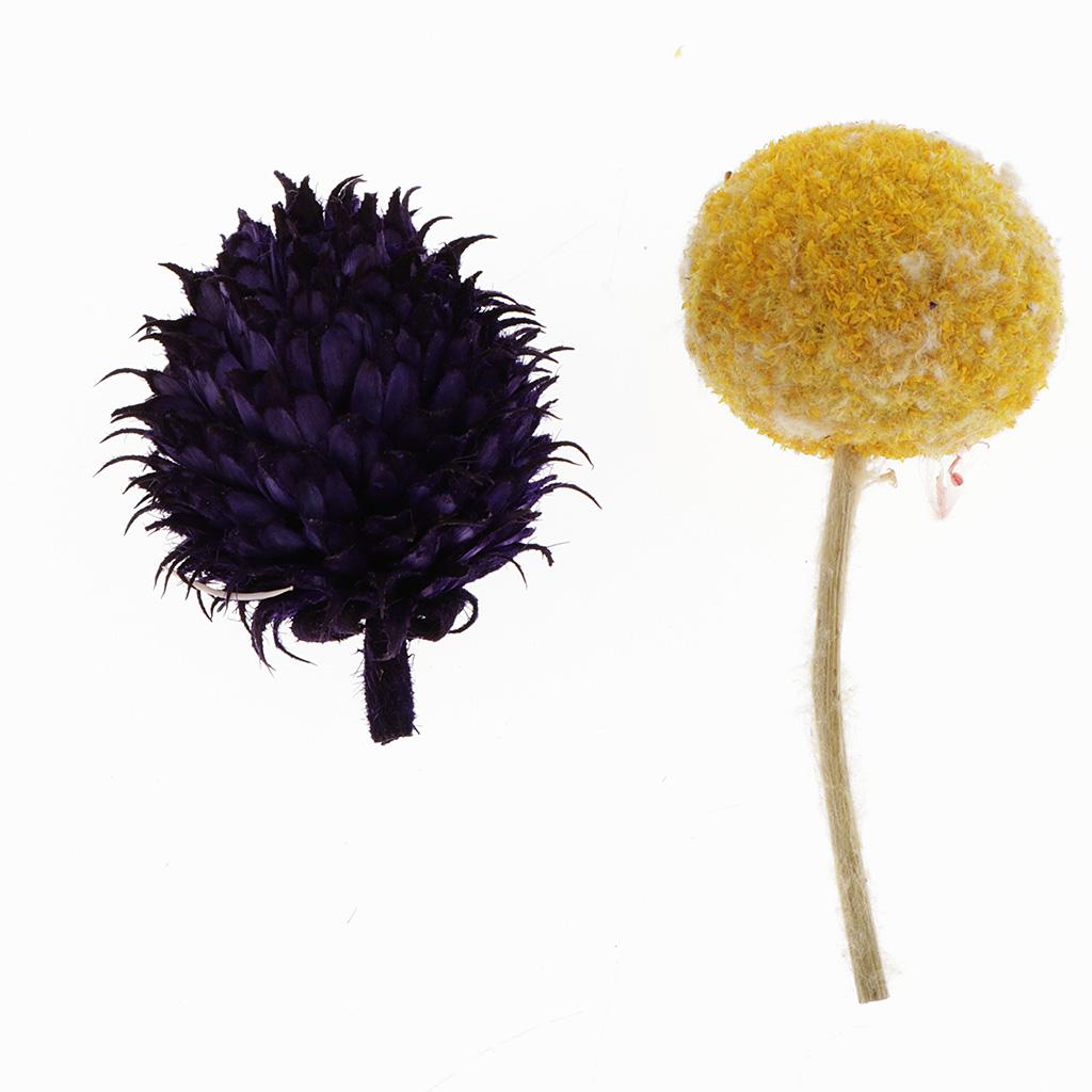 1 Hộp Ép Lá Hoa Khô Tự Nhiên Làm Thẻ Album