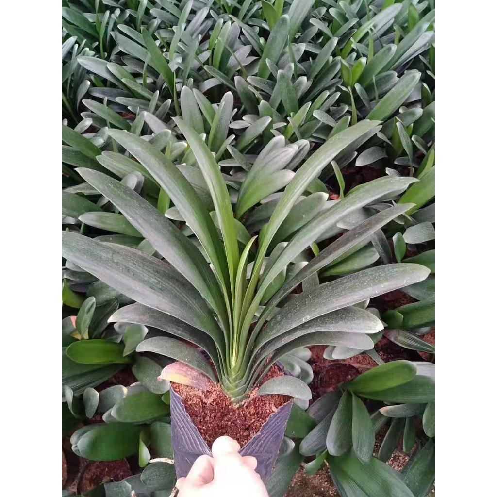 Cây Lan Quân Tử GỬI NGUYÊN CẢ CHẬU CẢ BẦU , HOA CHUẨN TẾT NGUYÊN ĐÁN - LQTC