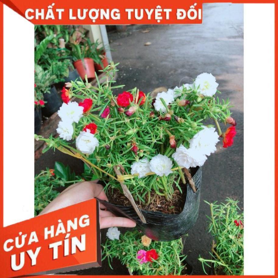 Hoa Mười Giờ Đẹp