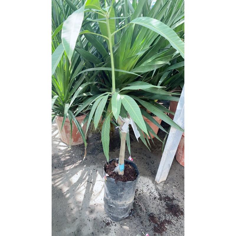 Cây Xoài Giống Cát Hoà Lộc