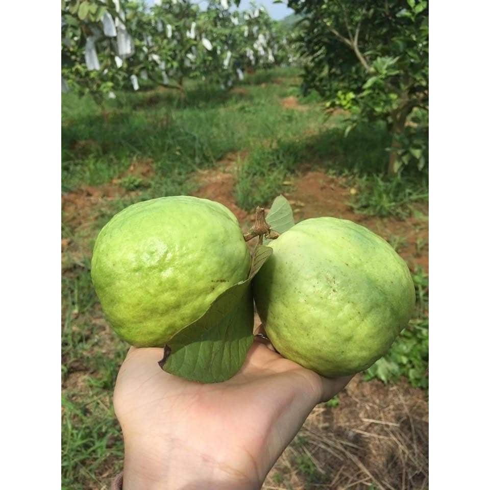 250 cái Túi xốp bọc ổi, na, mãng cầu, bơ, các loại trái cây