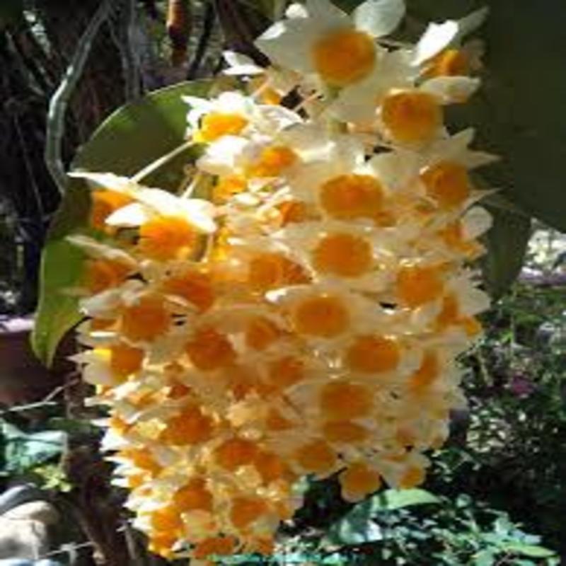 1 chậu hoa lan KIỀU CAM