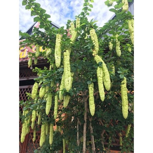 Cây Huyền Chân Công Chúa- cây giống