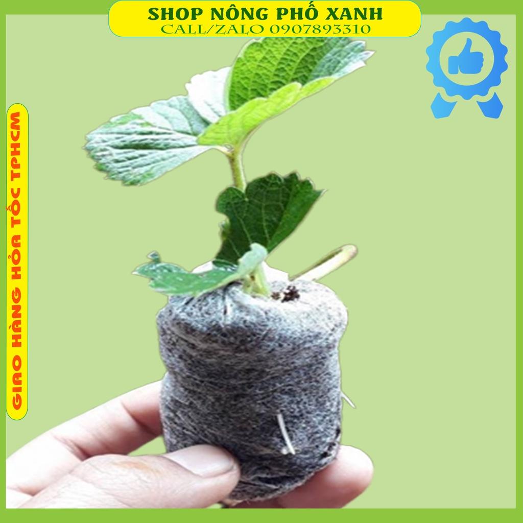 Bộ 100 viên nén ươm hạt xơ dừa hữu cơ trồng rau, dâu tây, thủy canh