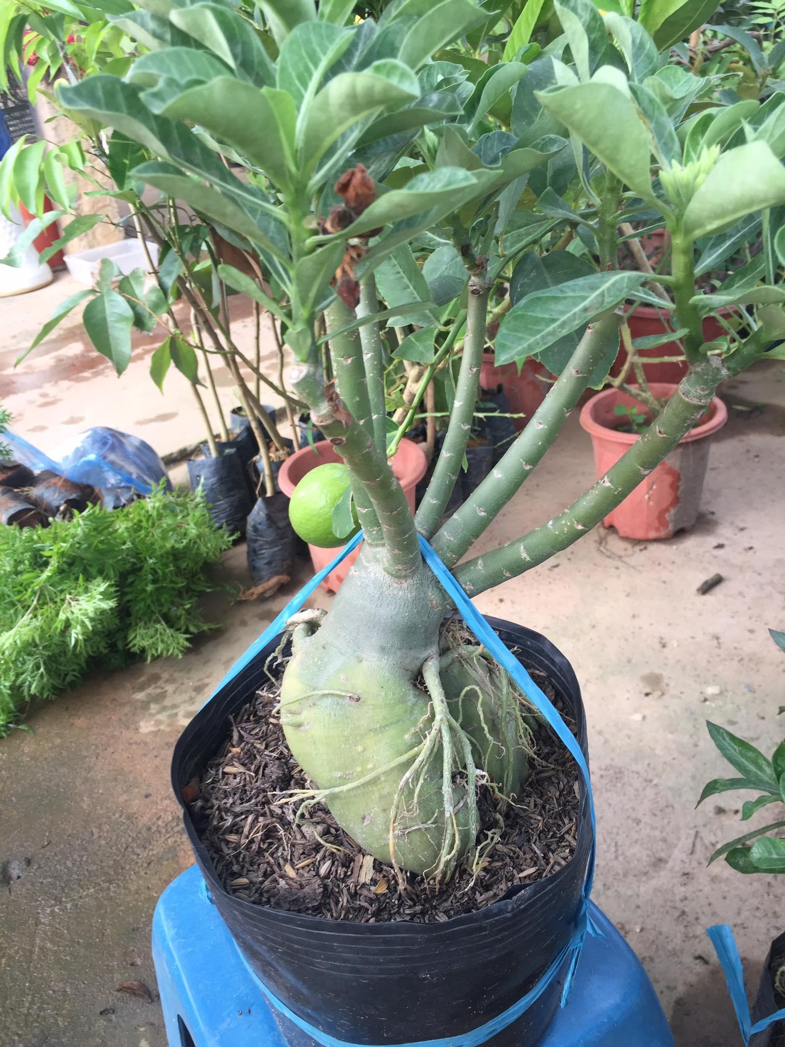 Chậu sứ KIM TỰ THÁP khủng chuẩn giống cam kết chất lượng