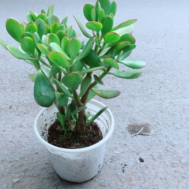 Cây Ngọc Bích Hợp Phong Thuỷ
