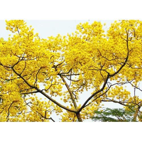 COMBO 3 BẦU CÂY GIỐNG CÂY HOA PHƯỢNG VÀNG SIÊU ĐẸP - CB3BCGHPVSD