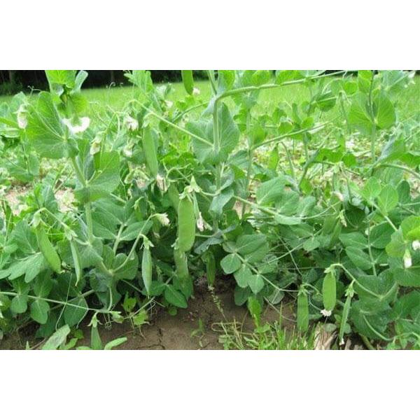 Hạt Giống Đậu Hà Lan -