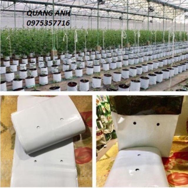 1kg TÚI BẦU TRỒNG CÂY TRONG NHÀ LƯỚI 20X40