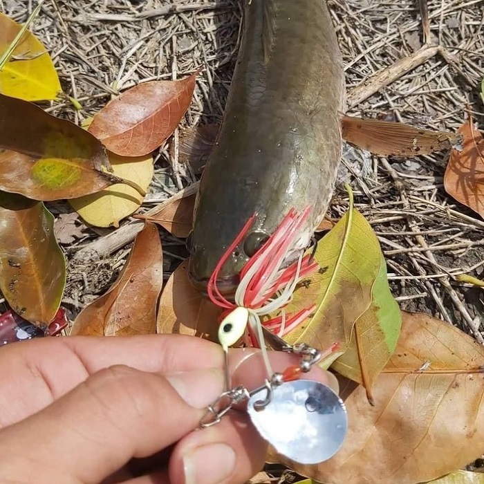 Mồi lure spinner có 2 thìa nặng 12gam, mồi cá giả câu rê cá lóc bông lóc đồng cá quả cá sộp siêu nhạyf