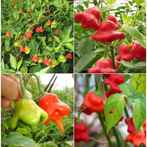Hạt giống ớt chuông gió  1 gói 30 hạt