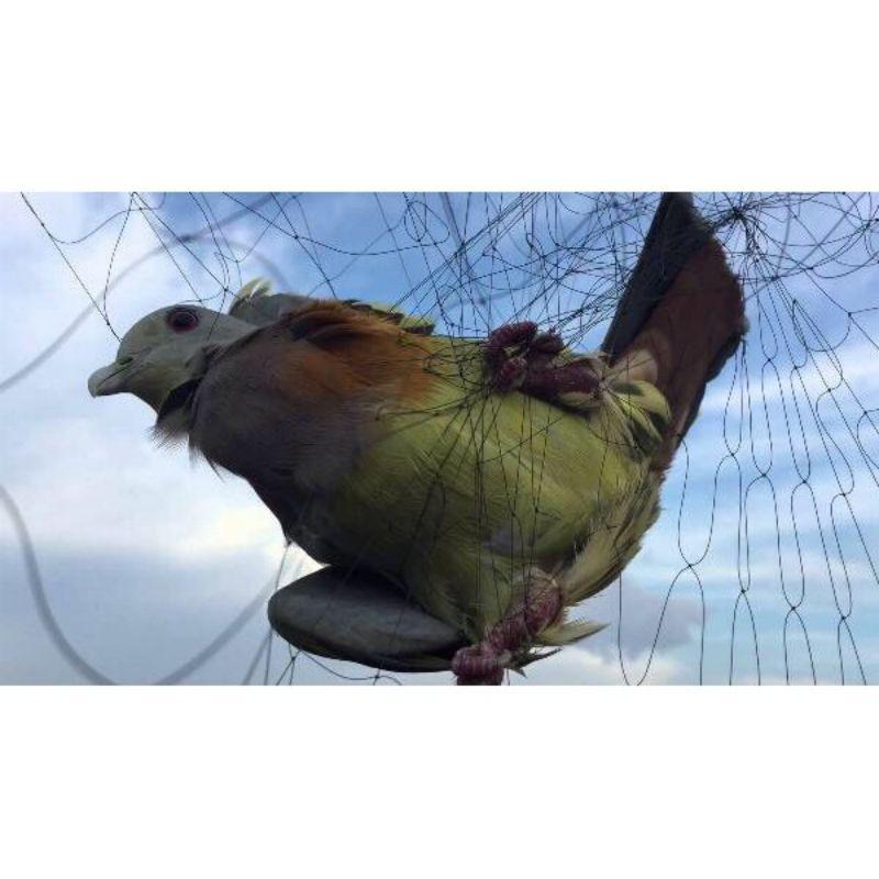 Lưới bẫy chim tàng hình thái lan giá rẻ ( 20m - 30m- 60m ) lưới bẫy chim đã làm sẵn về chỉ mang đi bẫy