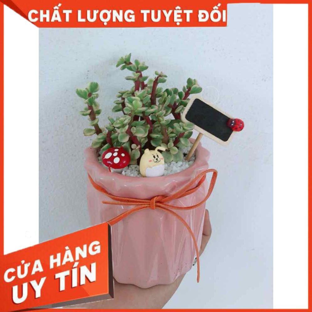 Chậu đô la trắng Nhiều Người Mua