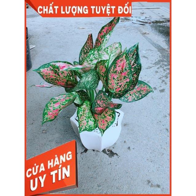 Chậu Vạn Lộc
