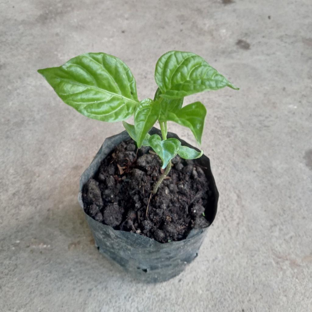 Cây (2 tháng) Ớt Carolina Reaper Red