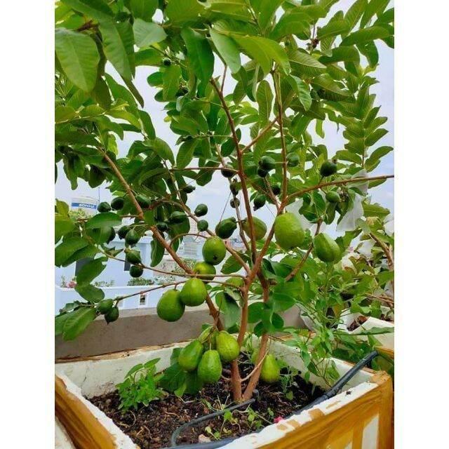 Cây ổi Đài Loan Lê