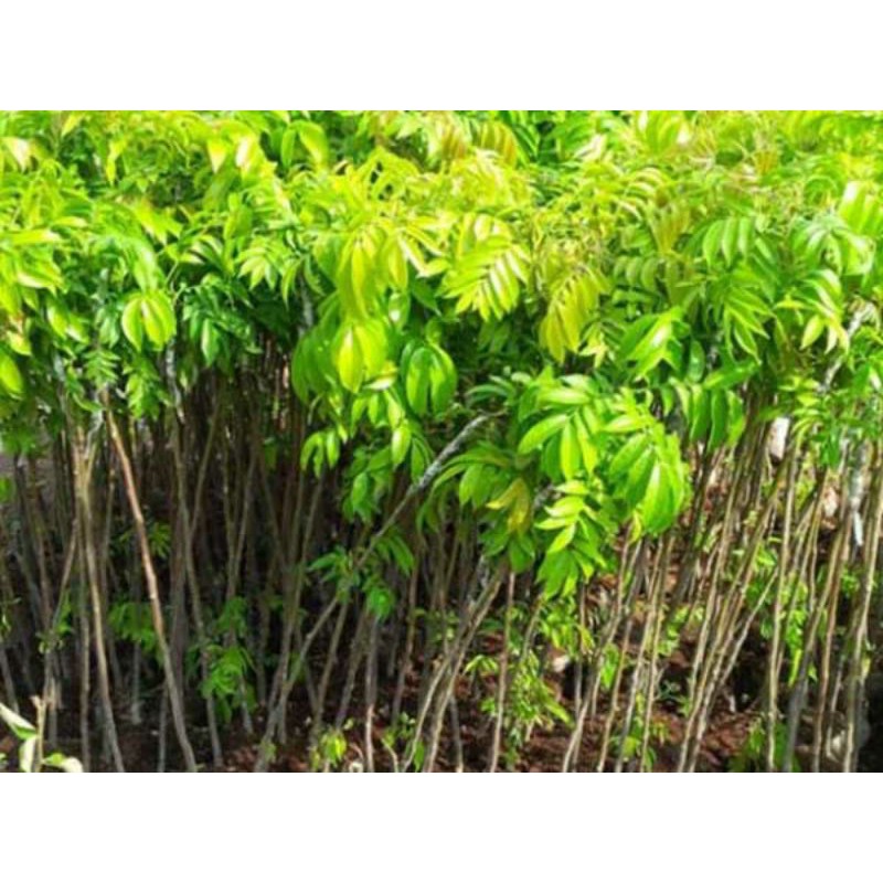 Cây sấu giống