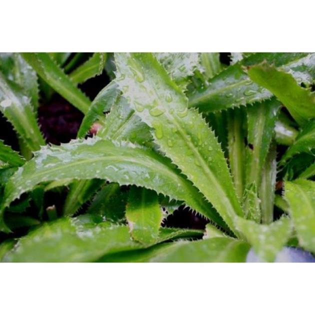 RAU MÙI TÀU, RAU NGÒ GAI - BẦU CÂY GIỐNG + Tặng 01 cây dâu da đất