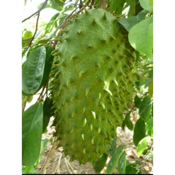 CÂY GIỐNG MÃNG CẦU XIÊM THÁI SIÊU TRÁI TRÁI TO
