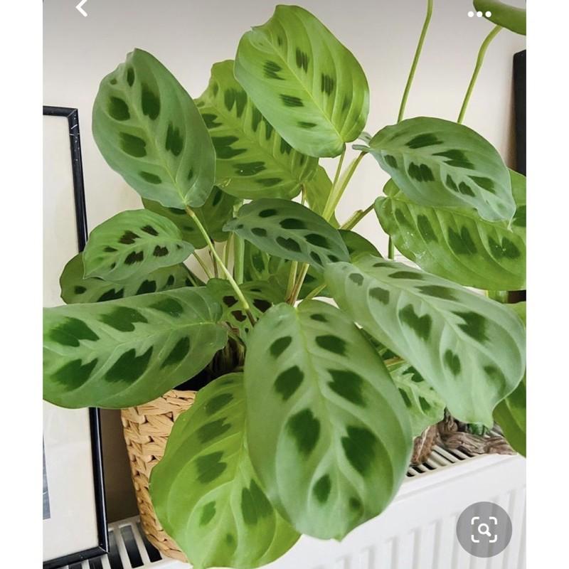 Cây đuôi công đốm ( Green Maranta ) - Cây cảnh để bàn + tặng phân bón cho cây