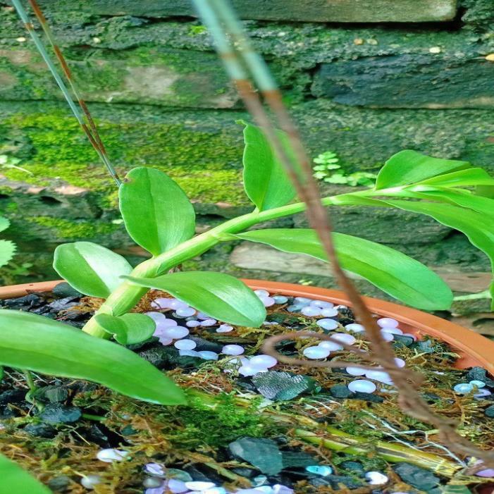 Hoa lan phi điệp - ám hòa bình