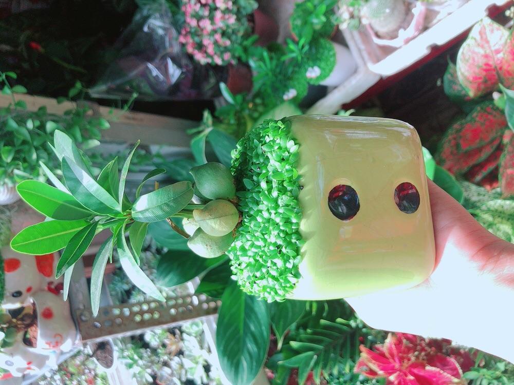 Chậu Cây May Mắn Tài Lộc