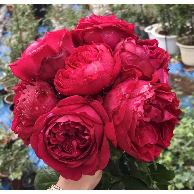 Hoa hồng ngoại Autunm Rouge Rose - hồng bụi, hoa thơm