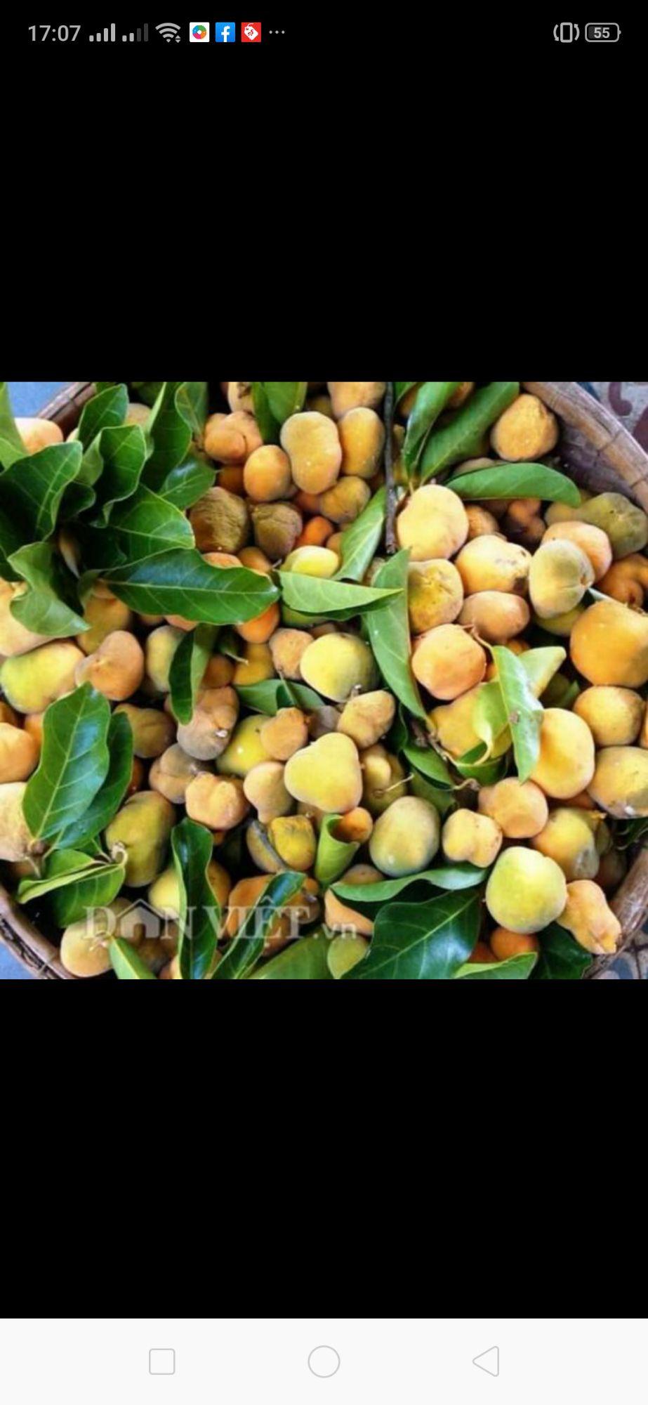 Cây Chay Giống... 6 tháng cây cho trái