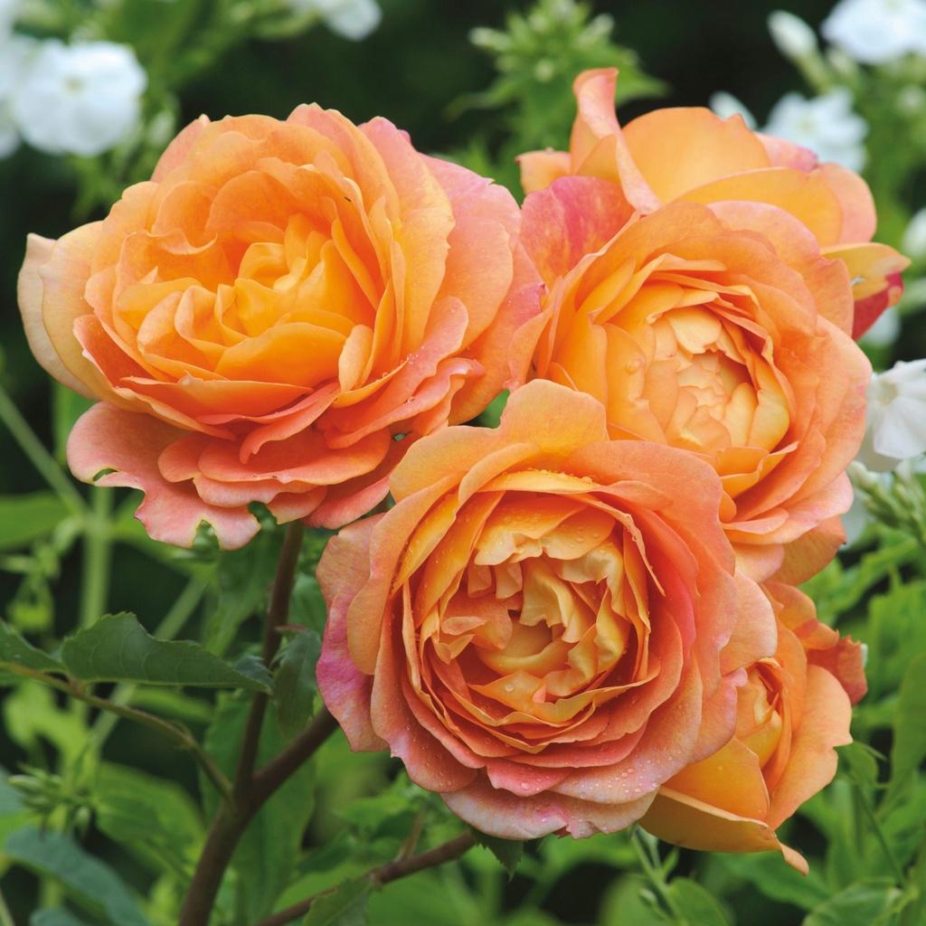 Hoa Hồng ngoại leo LADY OF SHALOTT vàng cam - bầu cây giống phát triển ổn định