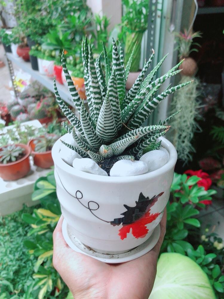 Chậu Cây Xương Rồng May Mắn