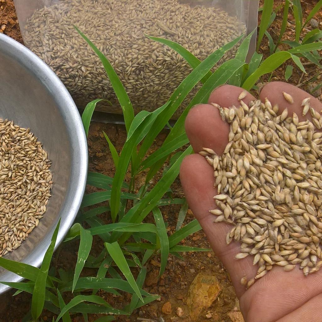 Combo 3C Gồm 3 Loại Hạt Giống Cỏ Chăn Nuôi