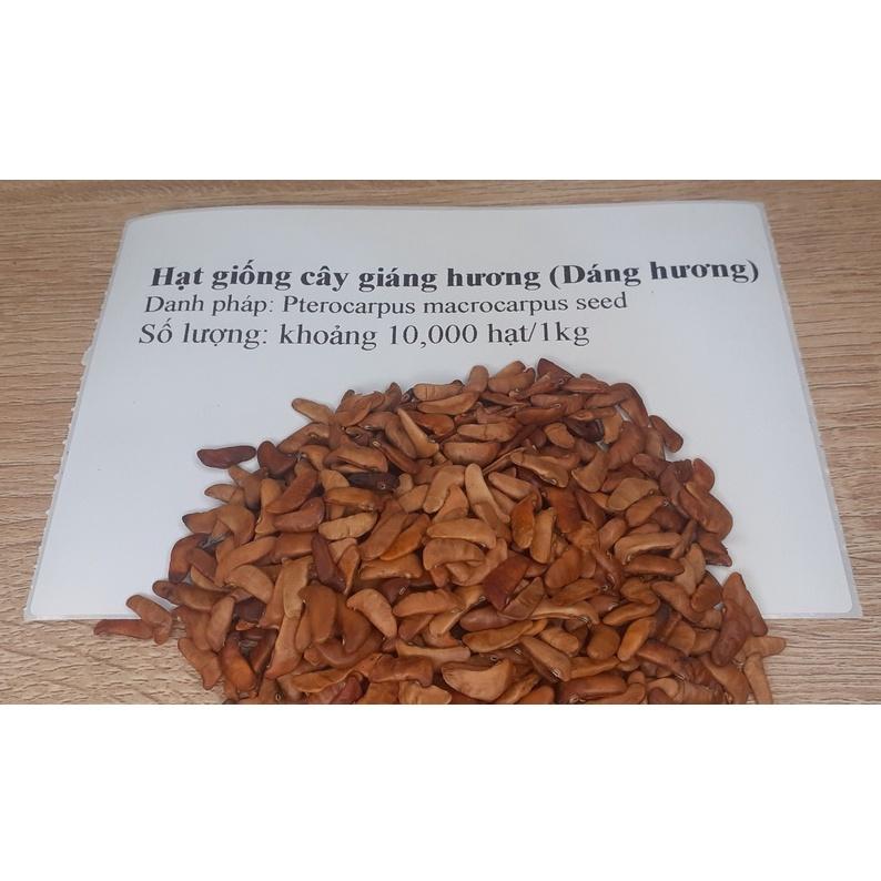 1 kg Hạt giống giáng hương