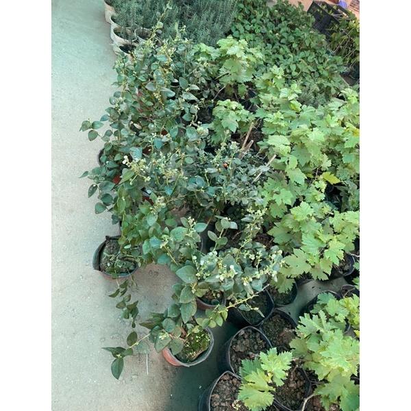 Cây việt quất tứ quý đang có nhiều hoa quả