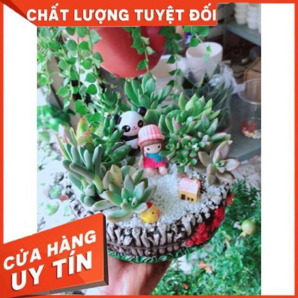 Chậu sen đá mix