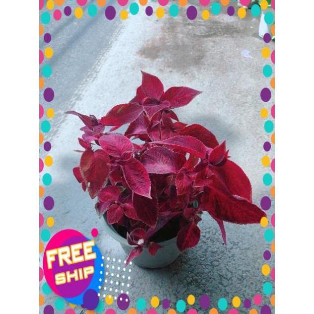 Cây Lá Gấm Đỏ