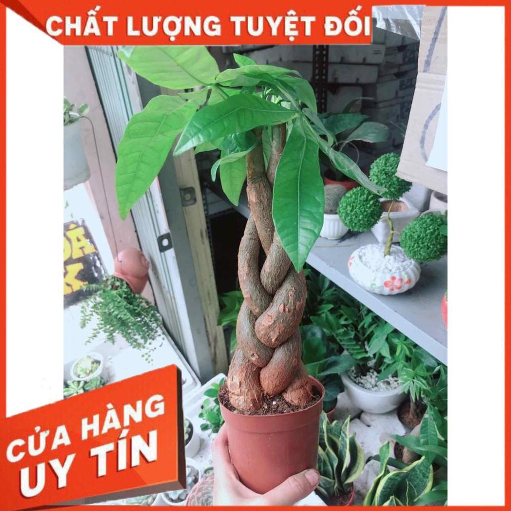 Kim ngân thắt bím 3 thân kèm chậu nhựa Nhiều Người Mua