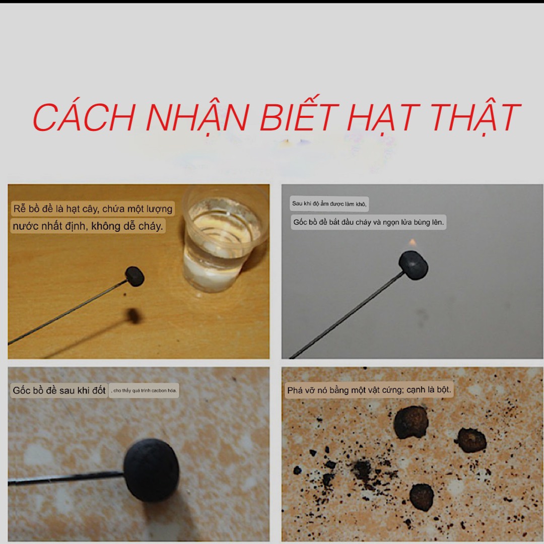 TRÀNG HẠT , CHUỖI 108 HẠT BỒ ĐỀ PHẬT NHÃN NEPAL 14-15mm TẶNG HỘP ĐỰNG
