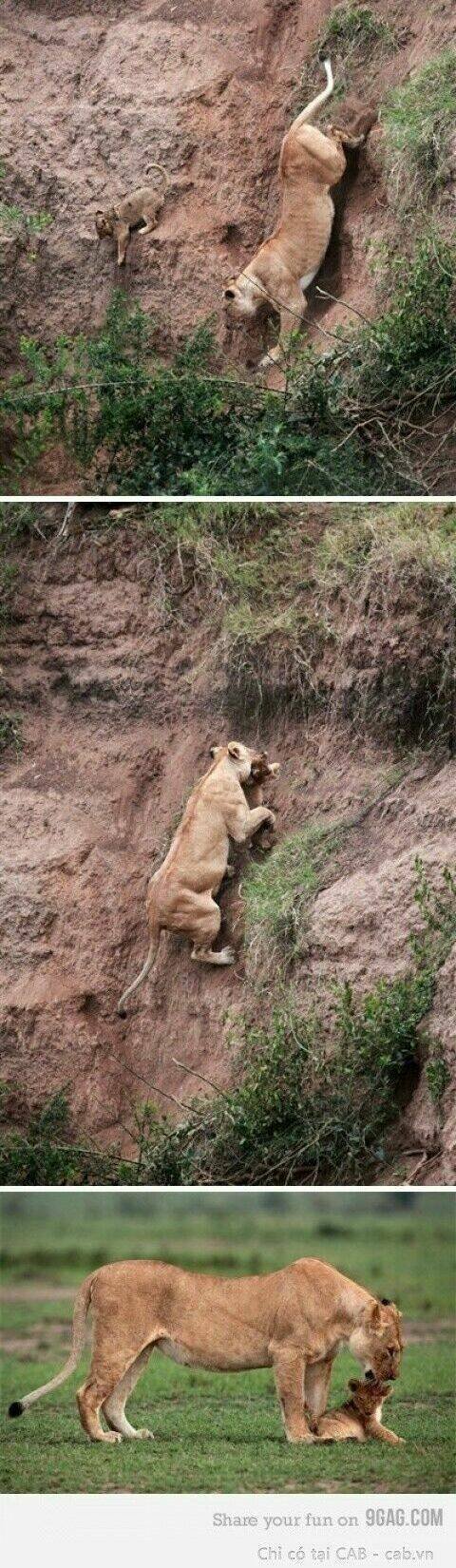 rage comic-troll chapter 43 3