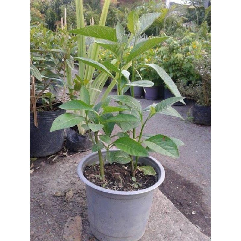 Cây Giống Mật Gấu