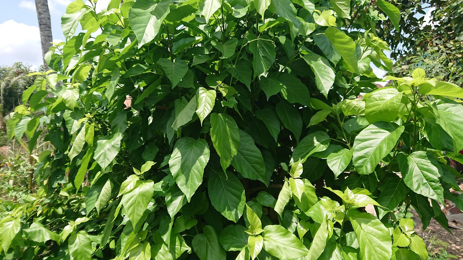Hạt giống cây lá cách